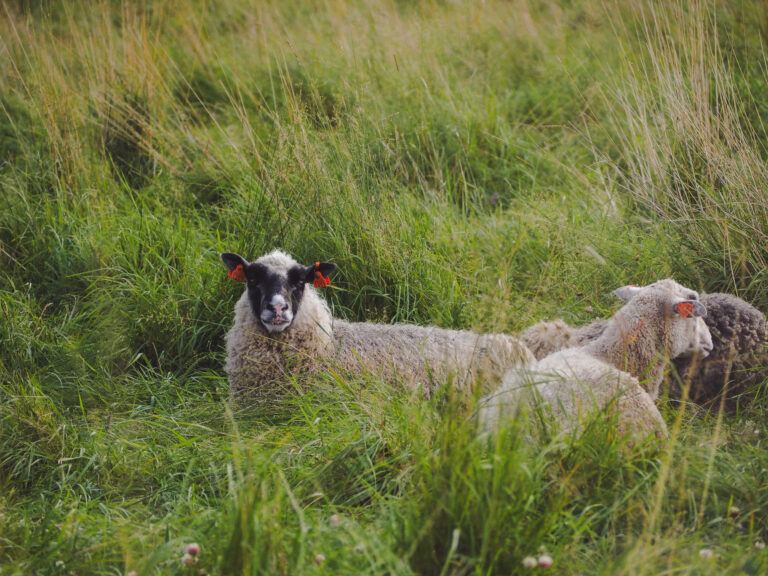 Lammas laitumella.